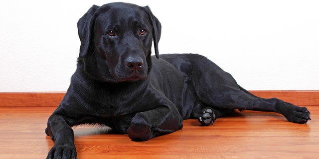 File photo - black Labrador Retriever dog.
