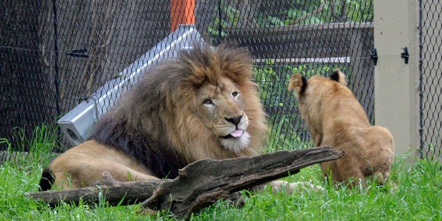 Nyack playing with a cub.