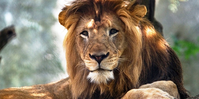 A male lion.