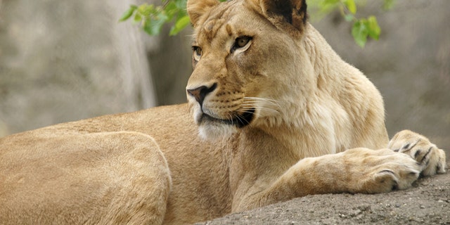 Zuri, a lioness, attacked the lion who fathered her three cubs, according to multiple reports.
