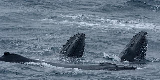 The region is full of marine life, such as humpback whales, according to scientists (© Eric Woehler).