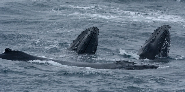 The area is teeming with marine life, such as these humpback whales, according to scientists (©Eric Woehler).