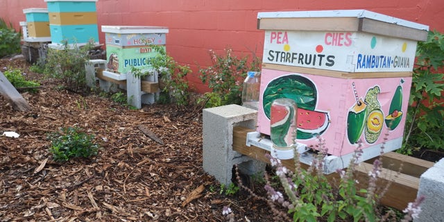 Miami-based non-profit, Public Hives, works to educate communities about honey bees by implementing hives in communities.