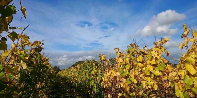 The cloud formation was photographed over Sandhurst Vineyard (SWNS)