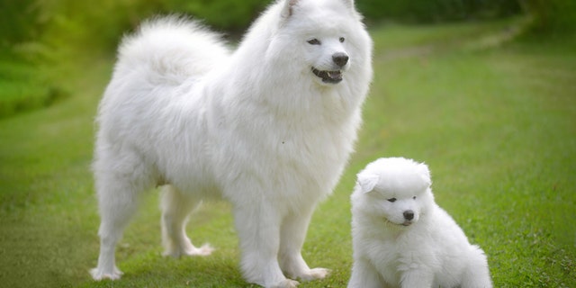 Samoyeds are seen as among the most expensive dogs.