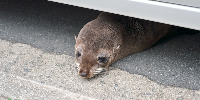 A sea lion made a “splash” in San Diego, Calif., this week.