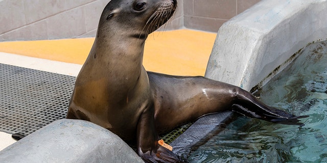 The Marine Mammal Center said this outbreak is the second-largest recorded by the center.