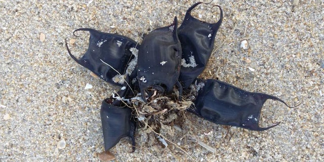 Skates are in the shark family.