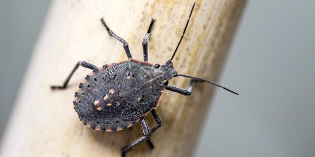 The brown marmorated stink bug releases a foul odor when threatened.