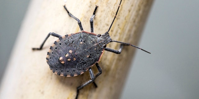 The brown marmorated stink bug releases a foul odor when threatened.