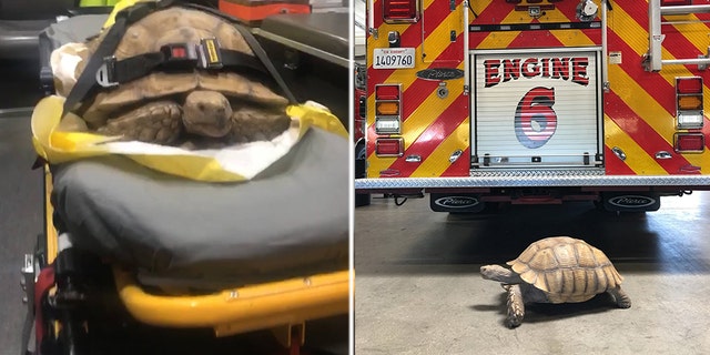 A fire and rescue squad in California is trying to find the owner of a tortoise that was discovered by paramedics Thursday taking a slow-and-steady stroll in El Cajon.