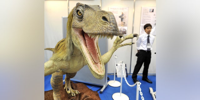 File photo - A robotic Velociraptor dinosaur opens its mouth to scare visitors as it demonstrates the power of air pressure at the fluid power exhibition in Tokyo on April 22, 2008. The dinousaur, produced by Japanese robotic venture Kokoro, has an infrared sensor to detect passersby.