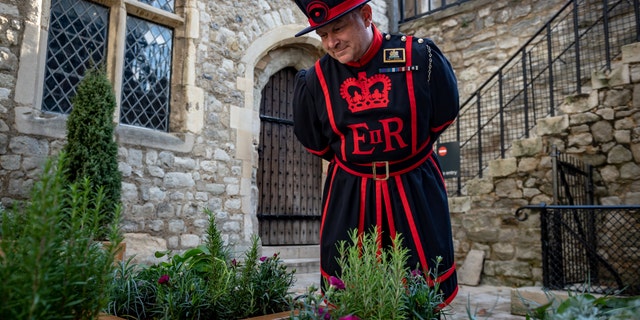 A Yeoman Warder, or Beefeater, examines the "Lost garden" in front of the Tower of London's Bloody Tower. (© Historic Royal Palaces/SWNS)