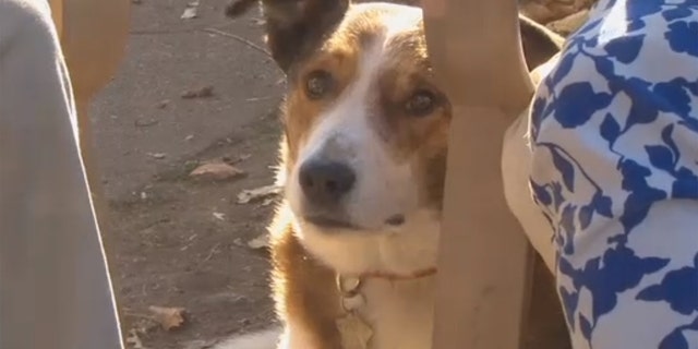 Alex, a Border Collie-Red Heeler mix, would get extremely aggressive when around meth.