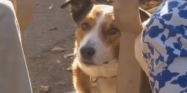 Alex, a Border Collie-Red Heeler mix, would get extremely aggressive when around meth.