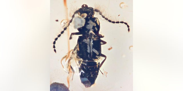 The fossil beetle, Propiestus archaicus, preserved in amber. (Credit: Field Museum, Shuhei Yamamoto)
