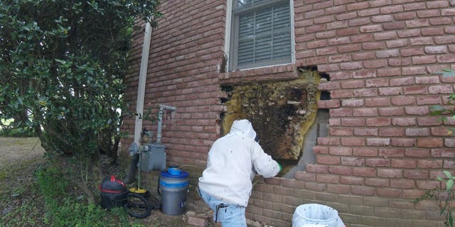 Tennessee Bee Whisperer Removes 35 000 Honey Bees From Brick Wall Fox News