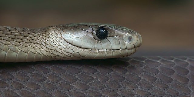 Wayne Melvin, from Yukon, Okla., saw a snake in his backyard that slithered into his dryer vent. Thankfully, the snake didn't get into his house. (Stock image)
