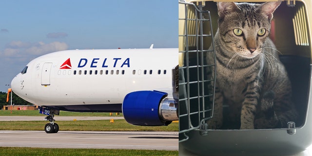 A family claims Delta prioritized cats over the needs of an allergic passenger. 