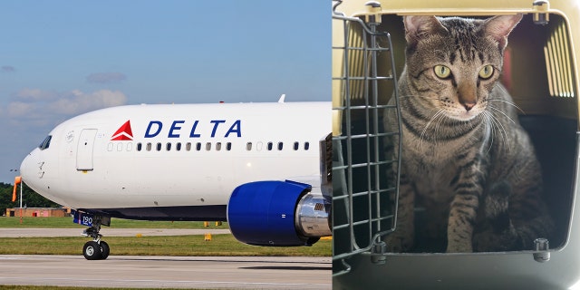 A family claims Delta prioritized cats over the needs of an allergic passenger.