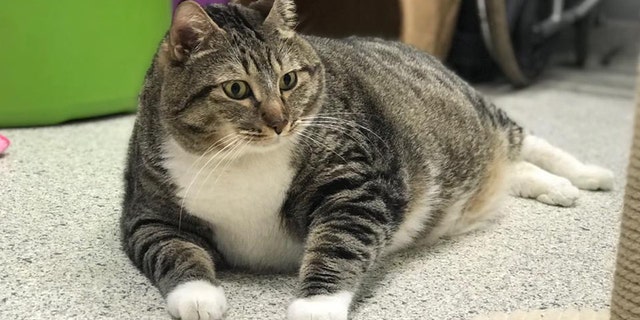 Doughnut the cat was adopted by a loving family after photos of him were shared on social media.