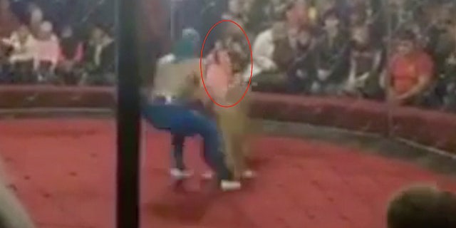 A lion at a circus in the Krasnodar region of Russia broke free and bit the girl's face, a medical responder says.