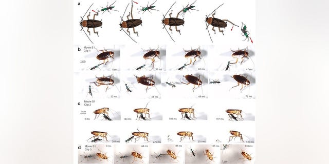 Ken Catania's study found different survival rates for interactions involving emerald jewel wasps and American cockroaches. 