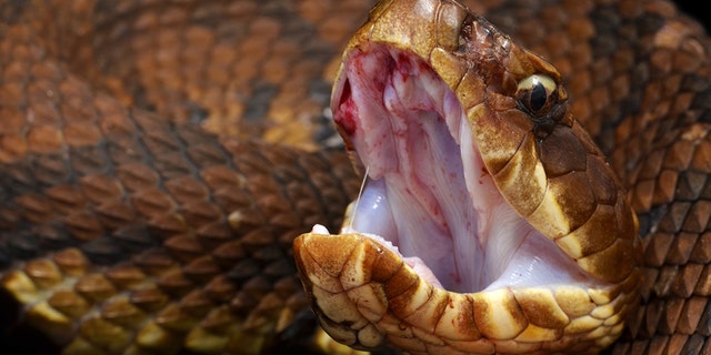 Eastern Cottonmouth or Water Moccasin (Agkistrodon Piscivorus Piscivorus) showing his cotton like mouth.