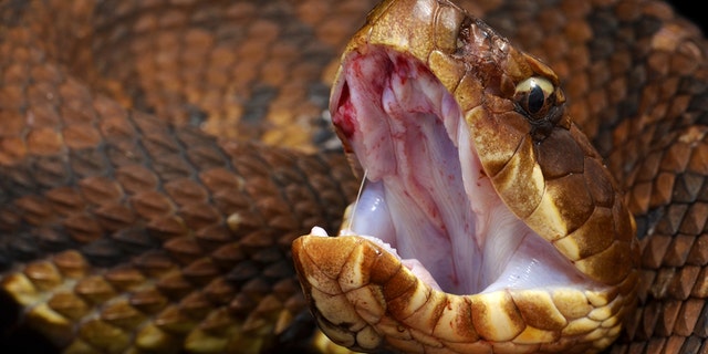 Eastern Cottonmouth or Water Moccasin (Agkistrodon Piscivorus Piscivorus) showing his cotton like mouth.