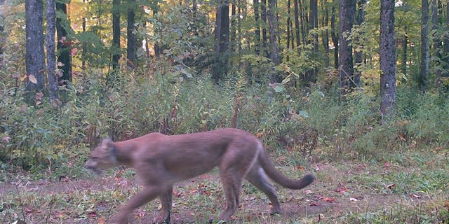 Cougars are an endangered species in the state, the DNR said.
