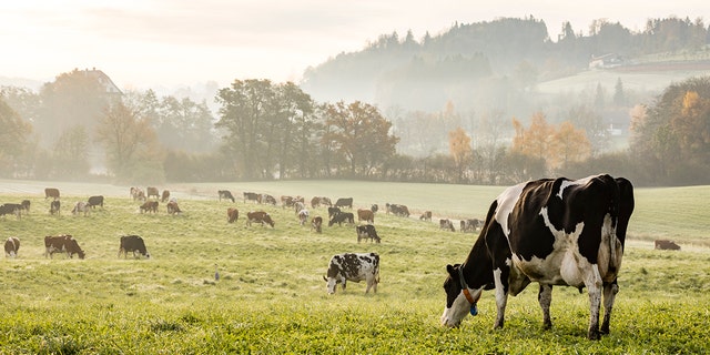 Cows may be eliminated by the Green New Deal announced Thursday.