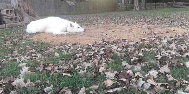 The couple's other pooch, Conrad, is pictured resting on top of Canon's newly-dug grave.