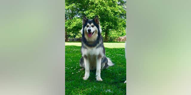 Canon, 3, was a husky-mix, Figlio said.