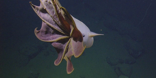 Dumbo octopus spotted during California deep-sea mission stuns ...