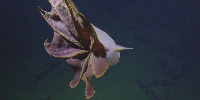 Researchers came across a Dumbo octopus on Tuesday.