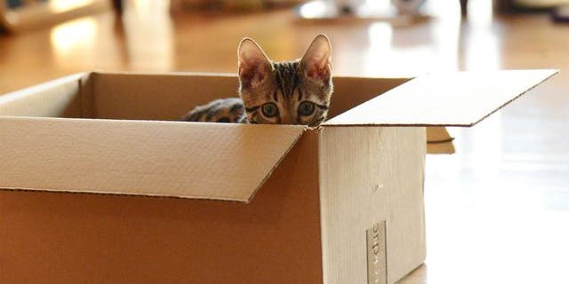 When looking at adopting, Hannah Shaw suggests people turn to shelters instead of choosing free kittens from maybe neighbors or classified ads.