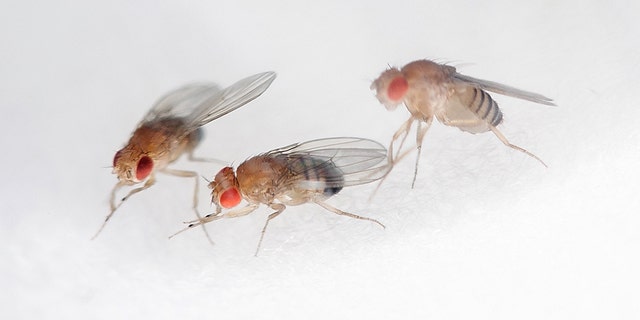Fruit flies breed in drains, garbage disposals, and other moist areas.