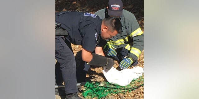 Rescuers check the owl for injuries before releasing it back into the wild.
