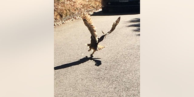 The owl appeared to "grumpily fly off" when it was released, according to a Peninsula Humane Society spokeswoman.