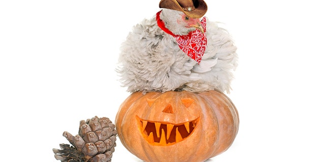 The Atlanta-based CDC said costumed chickens out for a night of trick-or-treating this Halloween run the risk of infecting people with a particular potent strain of salmonella.