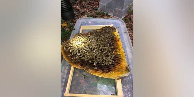 The owner of Virginia Wildlife Management and Control helped extract the hive from the fence.