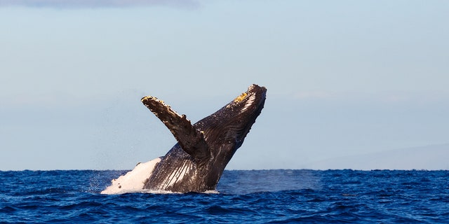 humpback-whale-istock.jpg