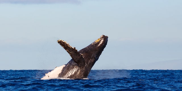 humpback-whale-istock.jpg