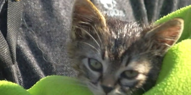 The 5-week-old kitten had feet soaked in glue that was "rubbed into the pads of her feet," and had puncture wounds to her head.