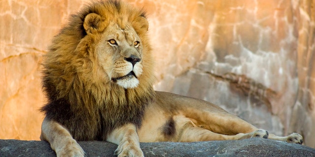 Lions have a powerful bite force that can range between 650 そして 1,000 pounds per square inch, according to an online animal encyclopedia.