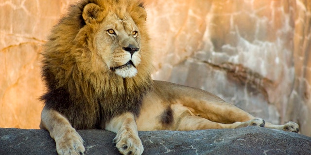 Lions have a powerful bite force that can range between 650 e 1,000 pounds per square inch, according to an online animal encyclopedia.