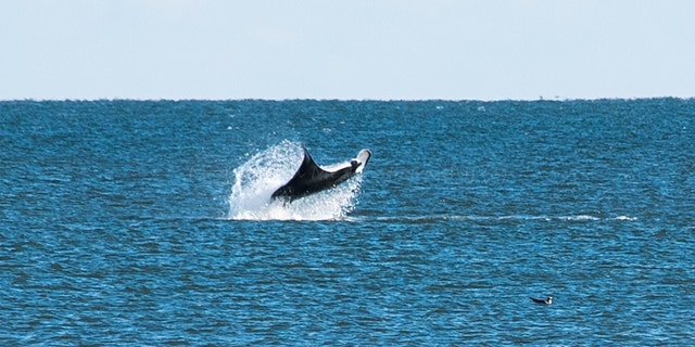 Vickie Henry said she first thought the creature she spotted was a whale, but later learned it was a giant manta ray.