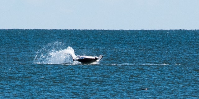 Giant manta rays can weigh up to 5,300 pounds, according to NOAA.