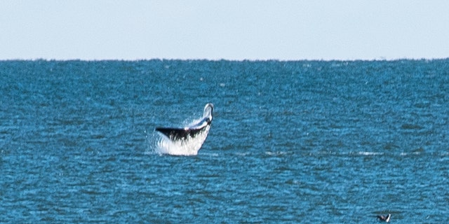 “The beauty of Assateague never fails to amaze me,” Henry said.