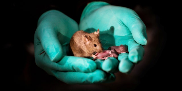 ***EMBARGOED UNTIL  16.00 BST, THURS OCT 11TH (11.00 ET)*** This image shows a healthy adult bimaternal mouse (born to two mothers) with offspring of her own. See National story NNmice; Mice with two mums have been born using stem cells and gene editing. Researchers at the Chinese Academy of Sciences were able to produce healthy mice with two mothers that went on to have normal offspring of their own. Mice from two dads were also born - but only survived for a couple of days. The study, published in the journal Cell Stem Cell, looked at what makes it so challenging for animals of the same sex to produce offspring - and suggests that some of these barriers can be overcome using stem cells and targeted gene editing. Study co-senior author Dr Qi Zhou said: "We were interested in the question of why mammals can only undergo sexual reproduction.